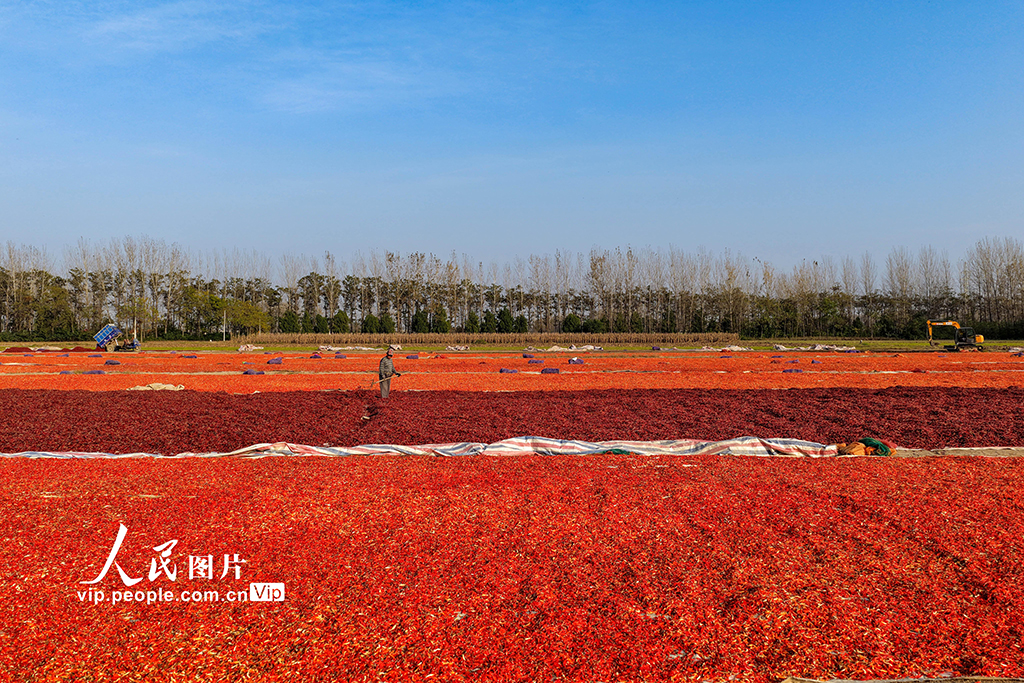 安徽亳州:晒辣椒【3】