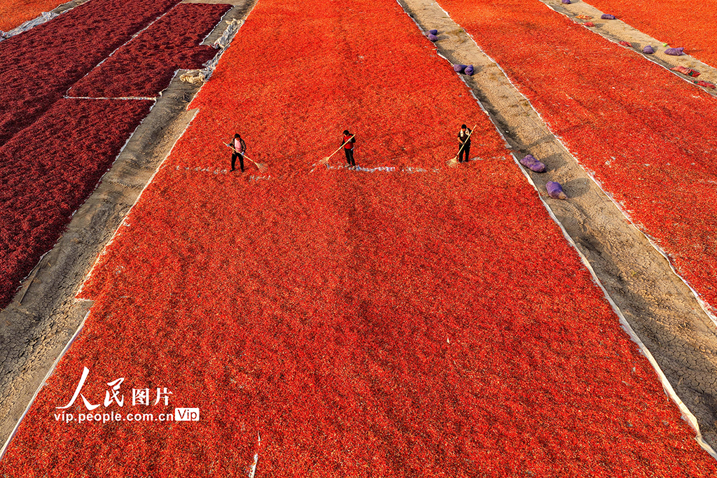 安徽亳州:晒辣椒【4】