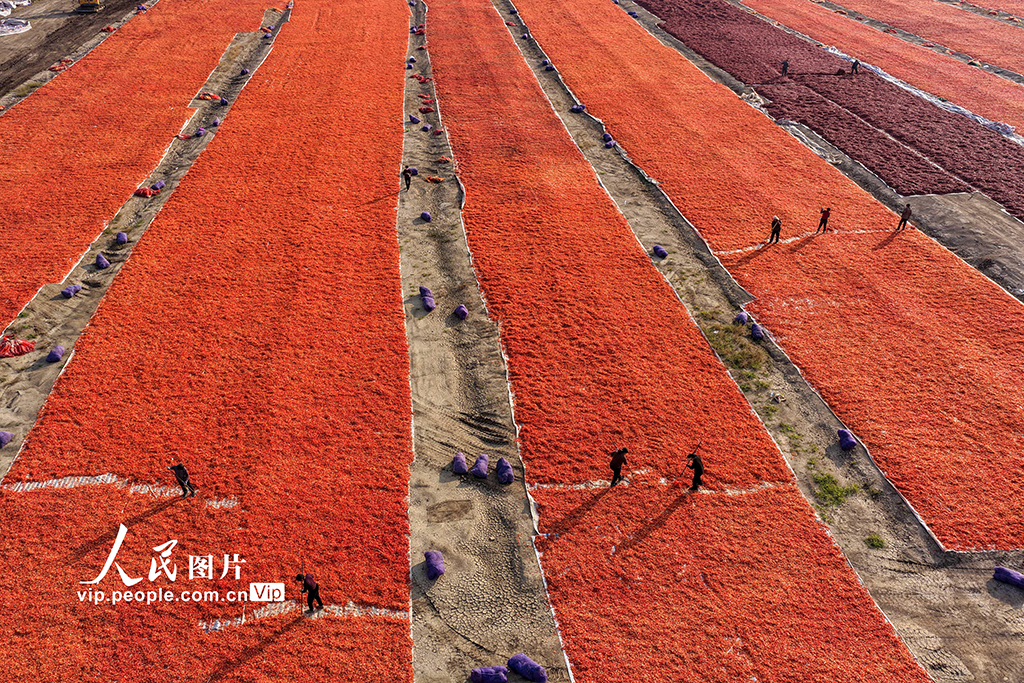 安徽亳州:晒辣椒【5】