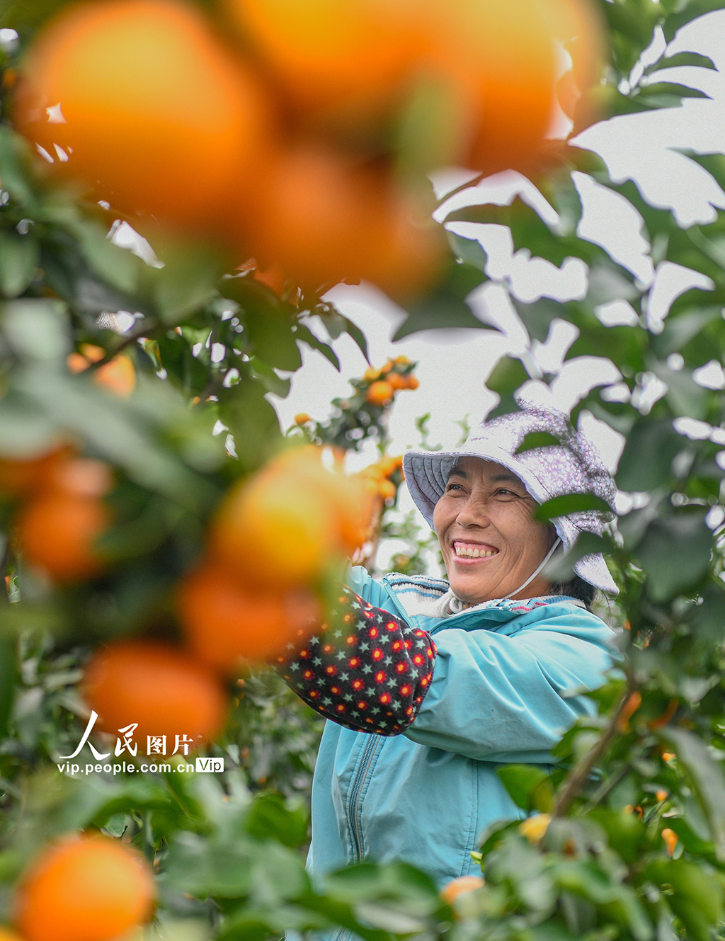 湖南道县:砂糖橘迎来收获季【2】