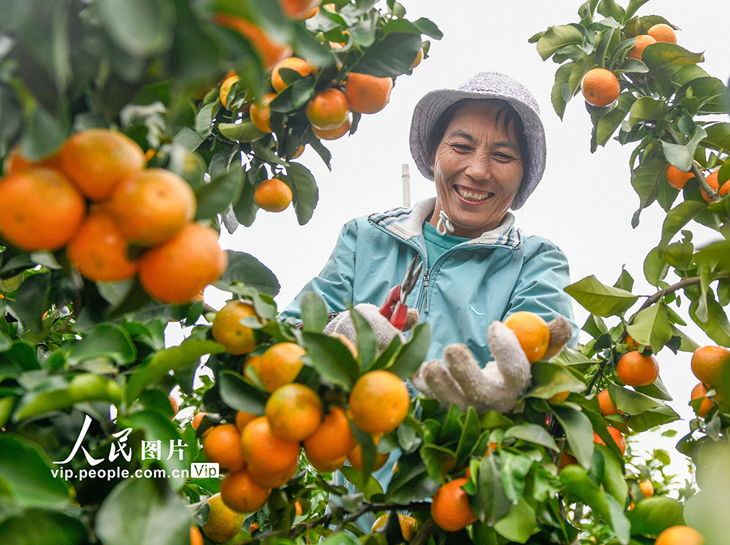 湖南道县:砂糖橘迎来收获季【3】