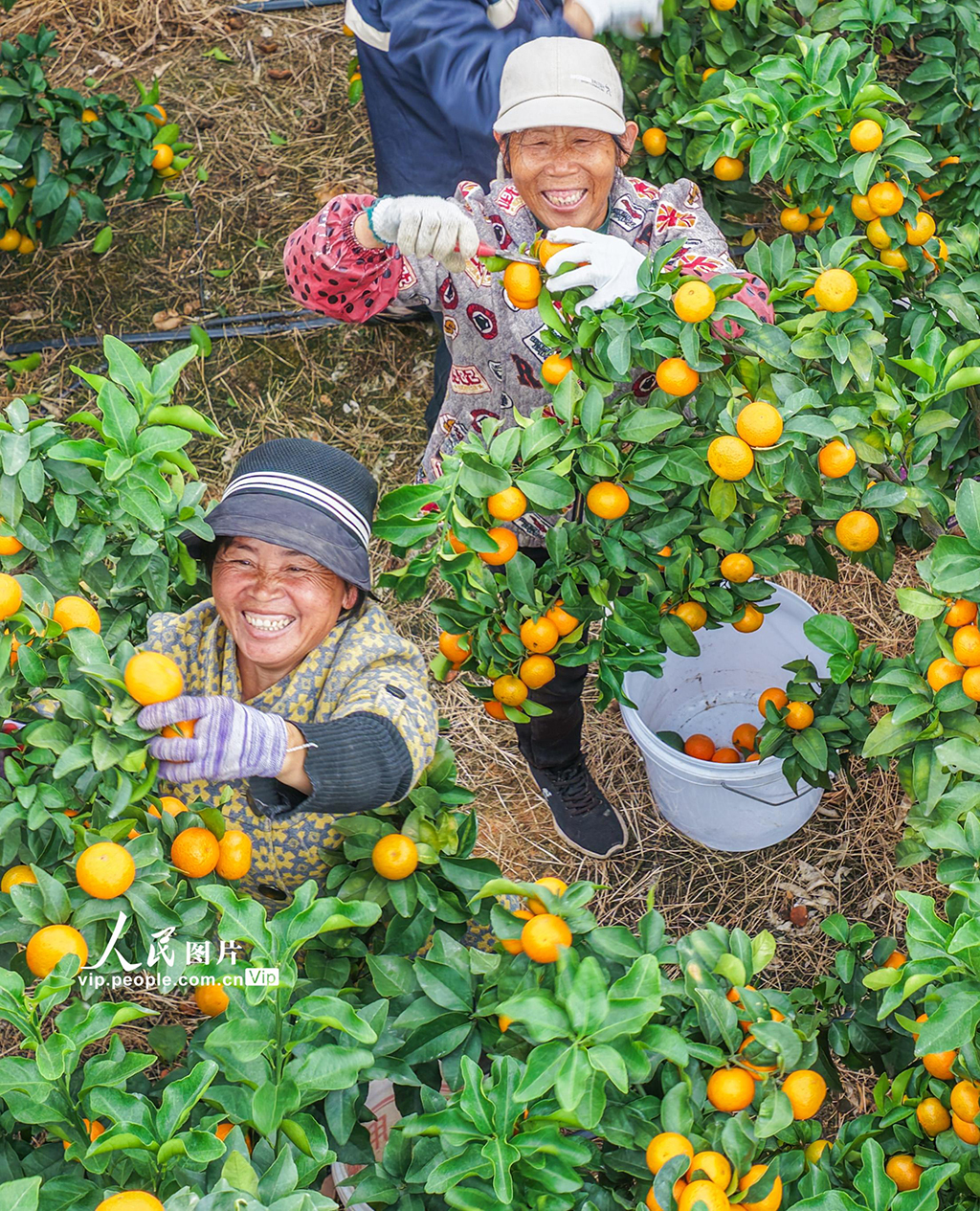 湖南道县:砂糖橘迎来收获季【4】