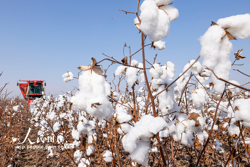 河北唐山:棉花喜丰收【2】