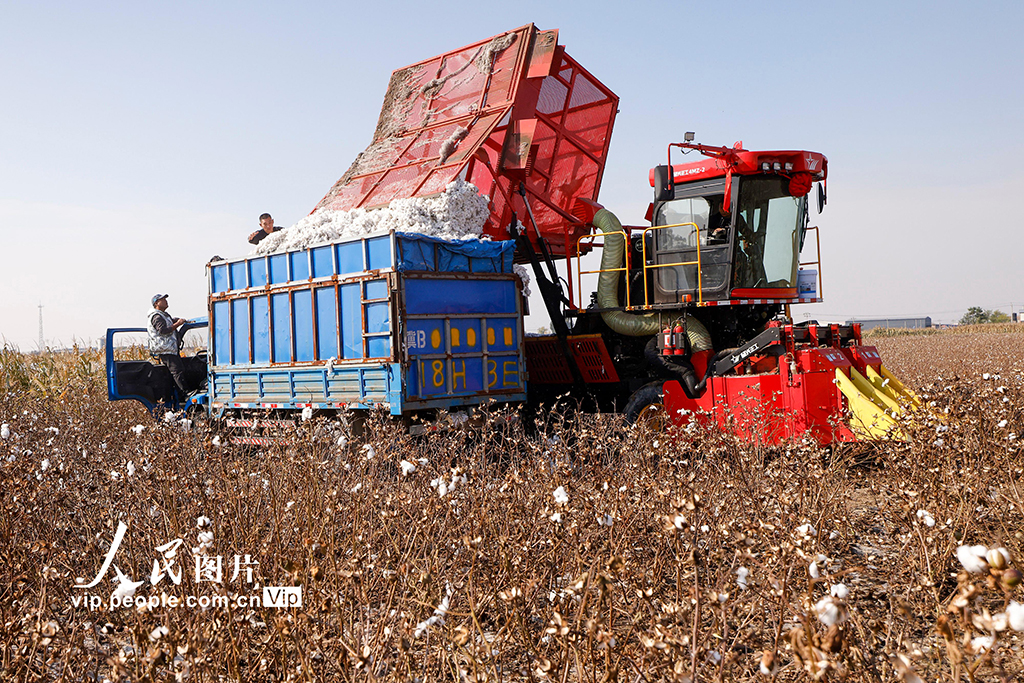 河北唐山:棉花喜丰收【4】