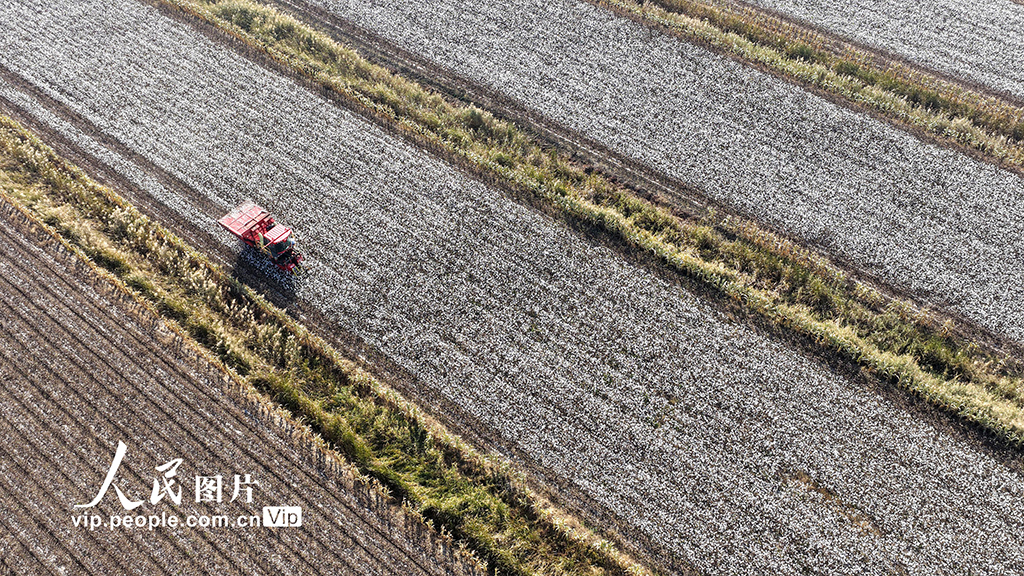 河北唐山:棉花喜丰收【5】