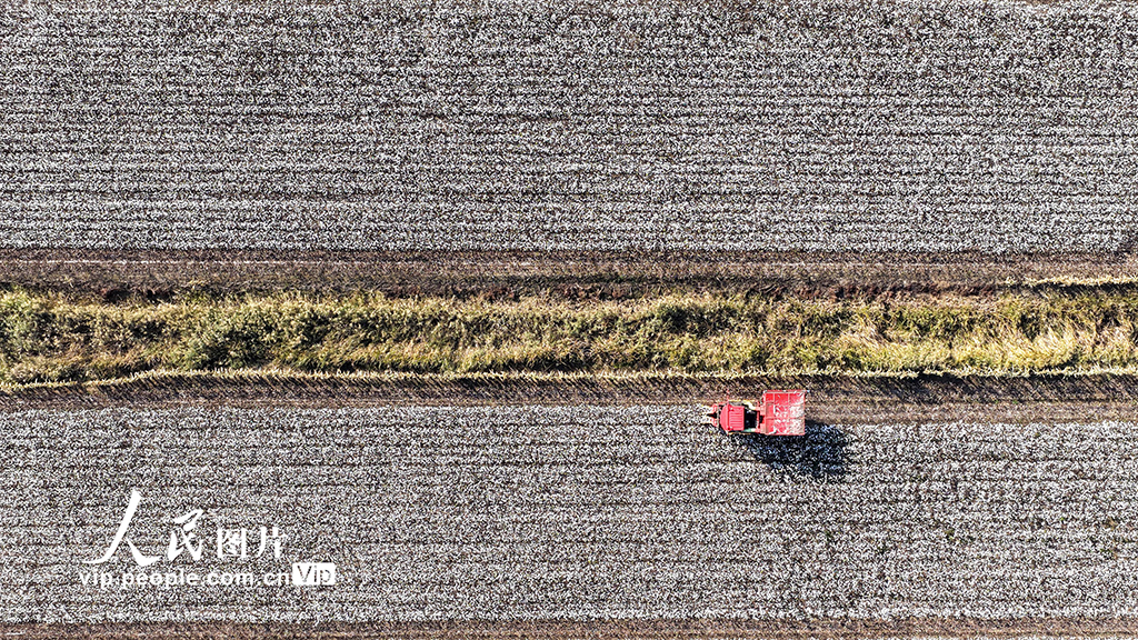 河北唐山:棉花喜丰收【3】