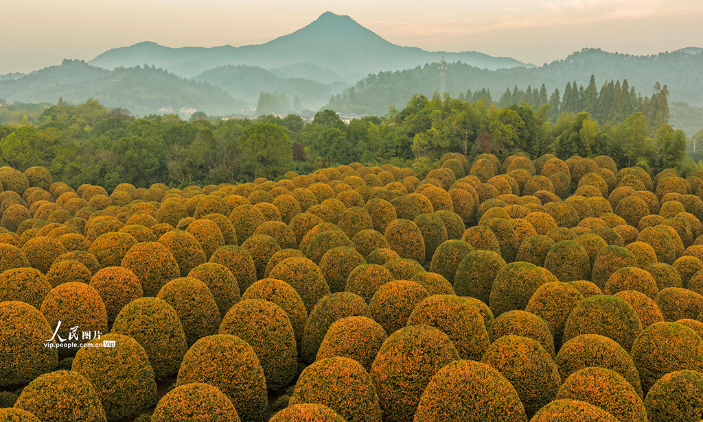 浙江杭州：修剪桂花树【2】