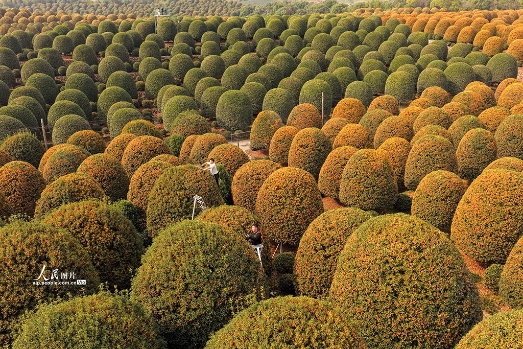 浙江杭州：修剪桂花树【6】