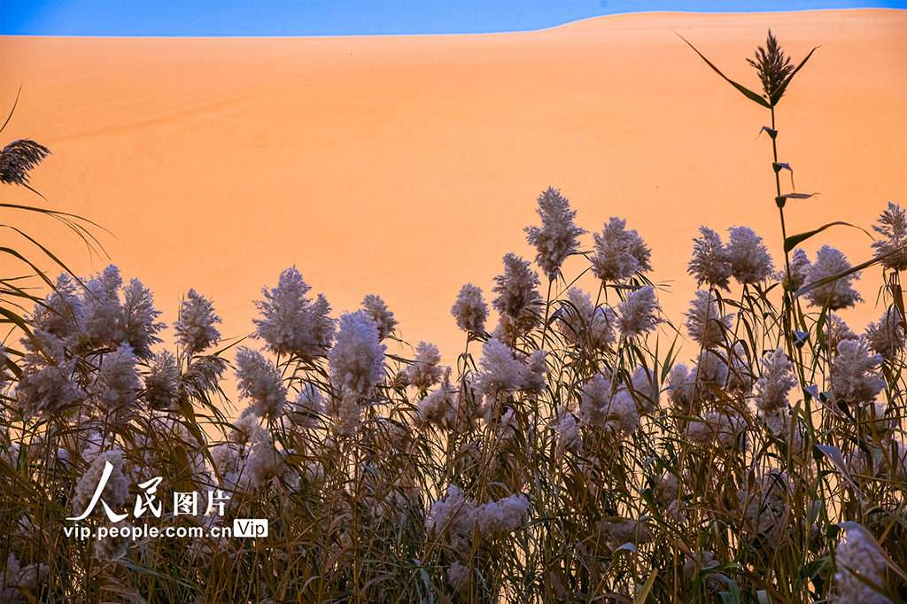 甘肃敦煌：大漠秋色醉游人【7】