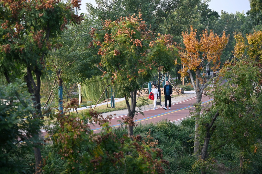 10月29日,市民在河北省沧州市运河区大运河堤顶路上散步。