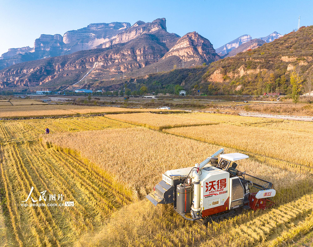 山西左权:水稻喜获丰收【3】