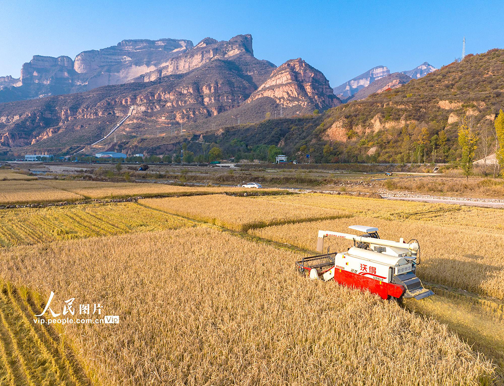 山西左权:水稻喜获丰收【4】