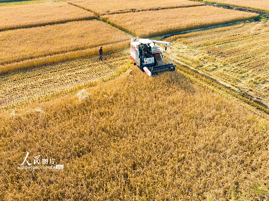 山西左权:水稻喜获丰收【2】