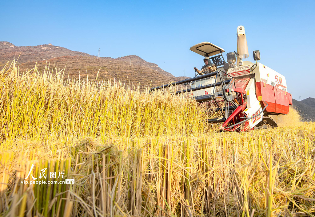 山西左权:水稻喜获丰收【5】