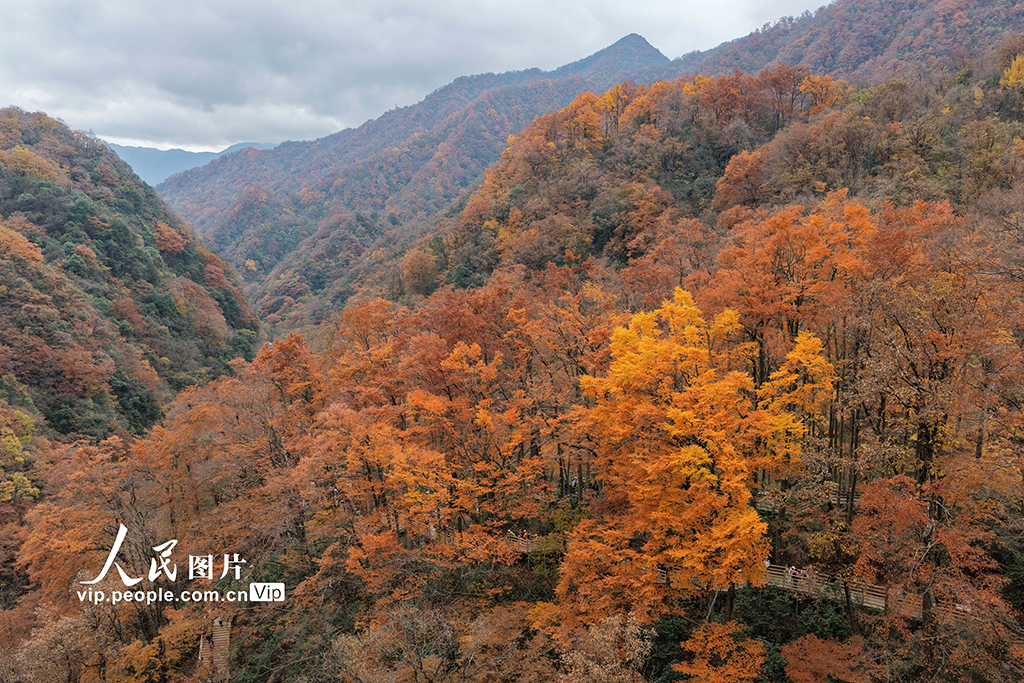 四川巴中：光雾山层林尽染【2】