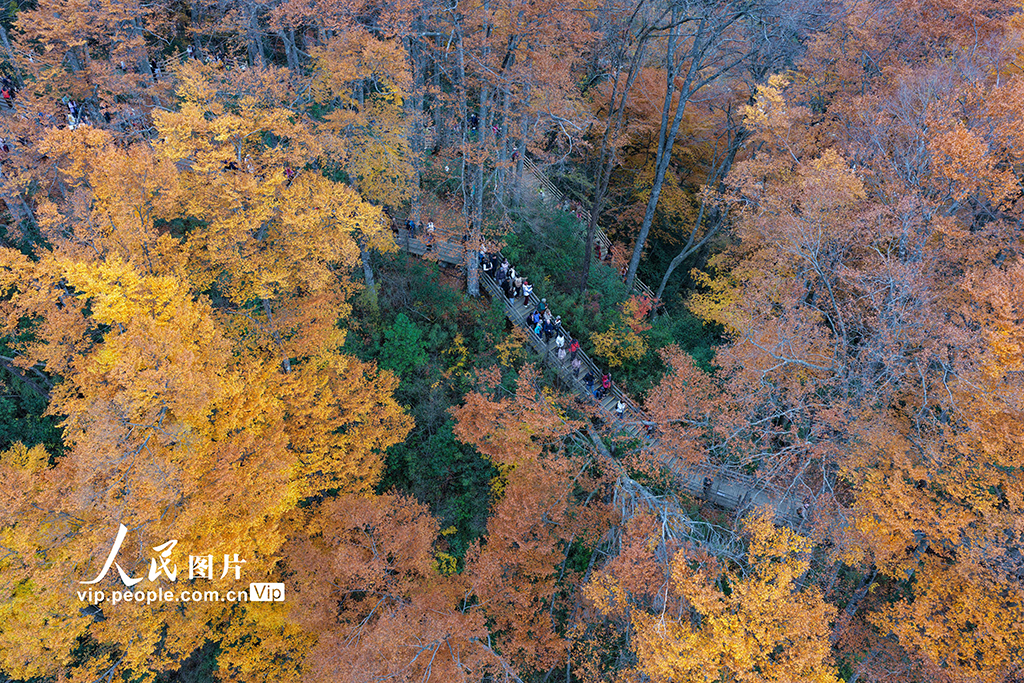 四川巴中：光雾山层林尽染【4】