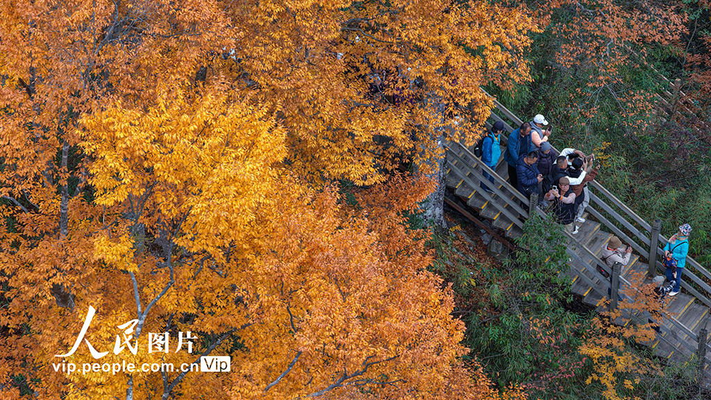 四川巴中：光雾山层林尽染【5】