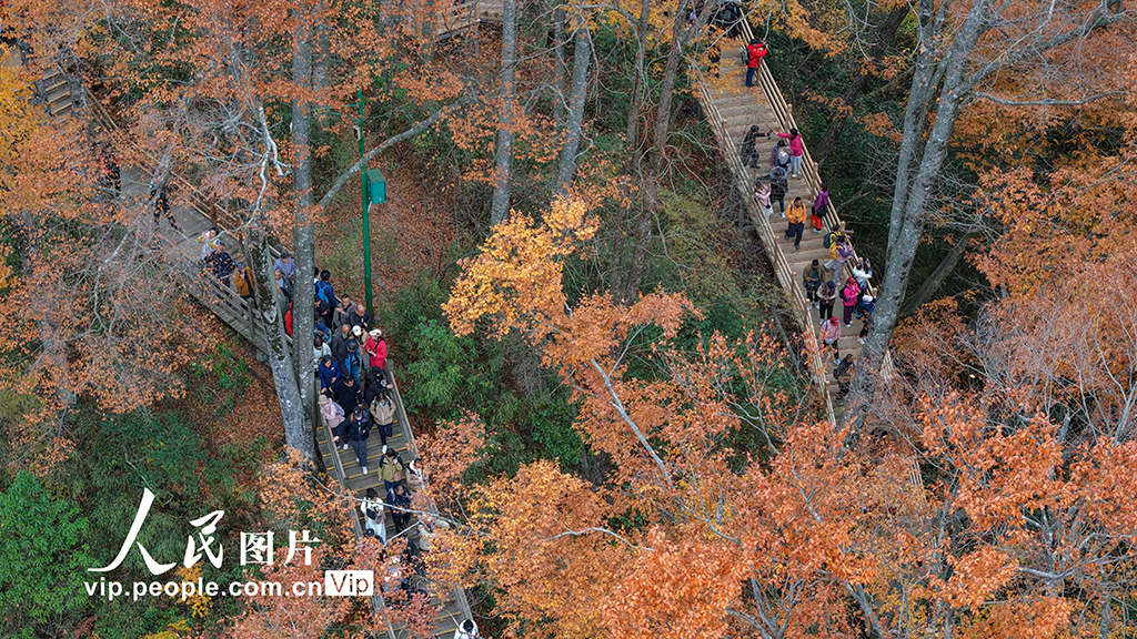 四川巴中：光雾山层林尽染【6】
