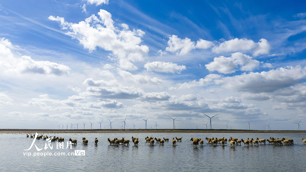 江苏东台:盐蒿红 秋色美【3】