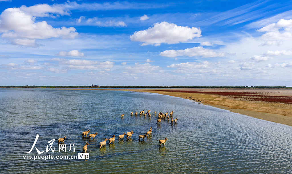 江苏东台:盐蒿红 秋色美【4】