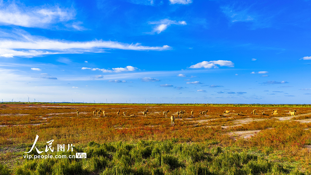 江苏东台:盐蒿红 秋色美【5】