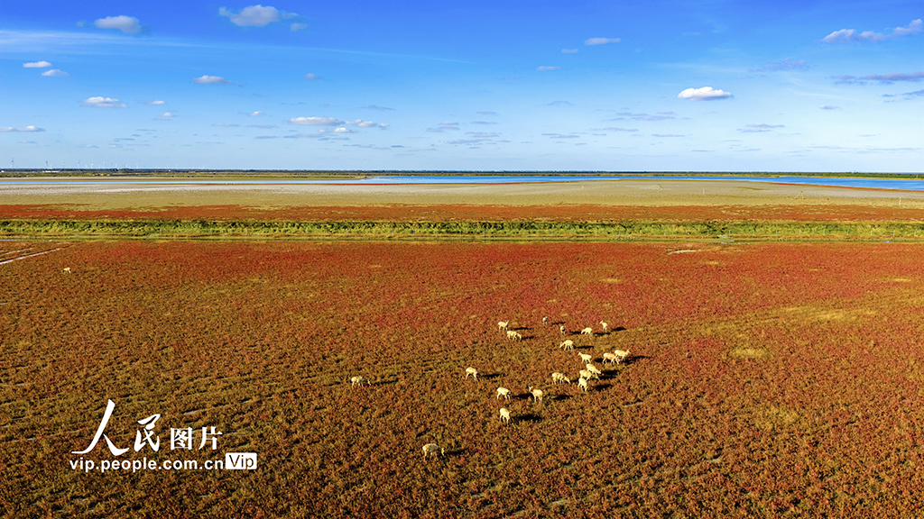 江苏东台：盐蒿红 秋色美【6】