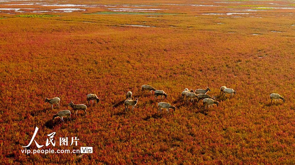 江苏东台:盐蒿红 秋色美【2】