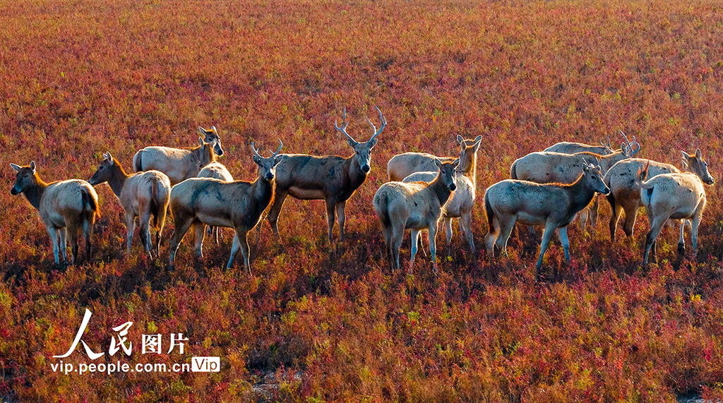 江苏东台：盐蒿红 秋色美【7】