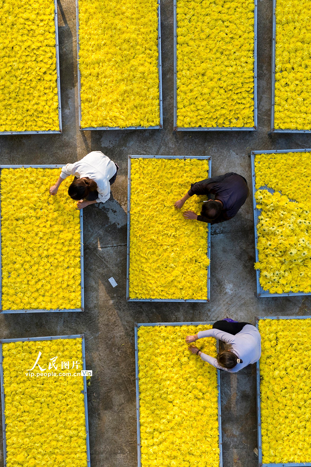 湖南涟源:金丝皇菊喜丰收【5】