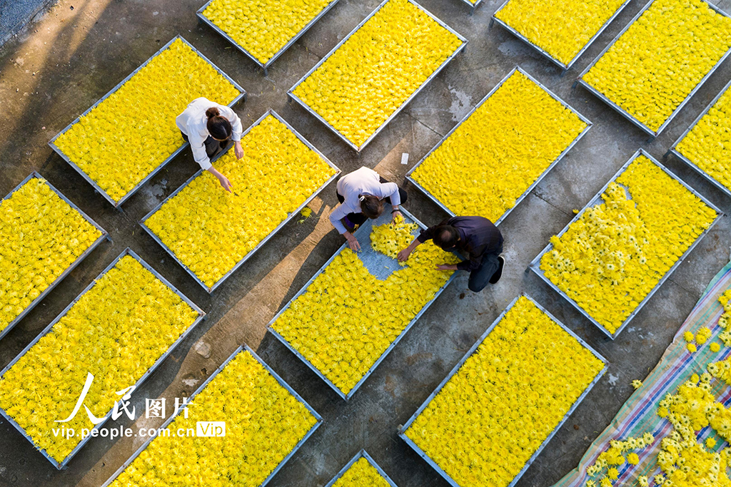 湖南涟源:金丝皇菊喜丰收【4】