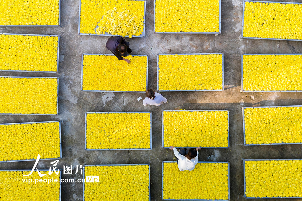 湖南涟源:金丝皇菊喜丰收【6】