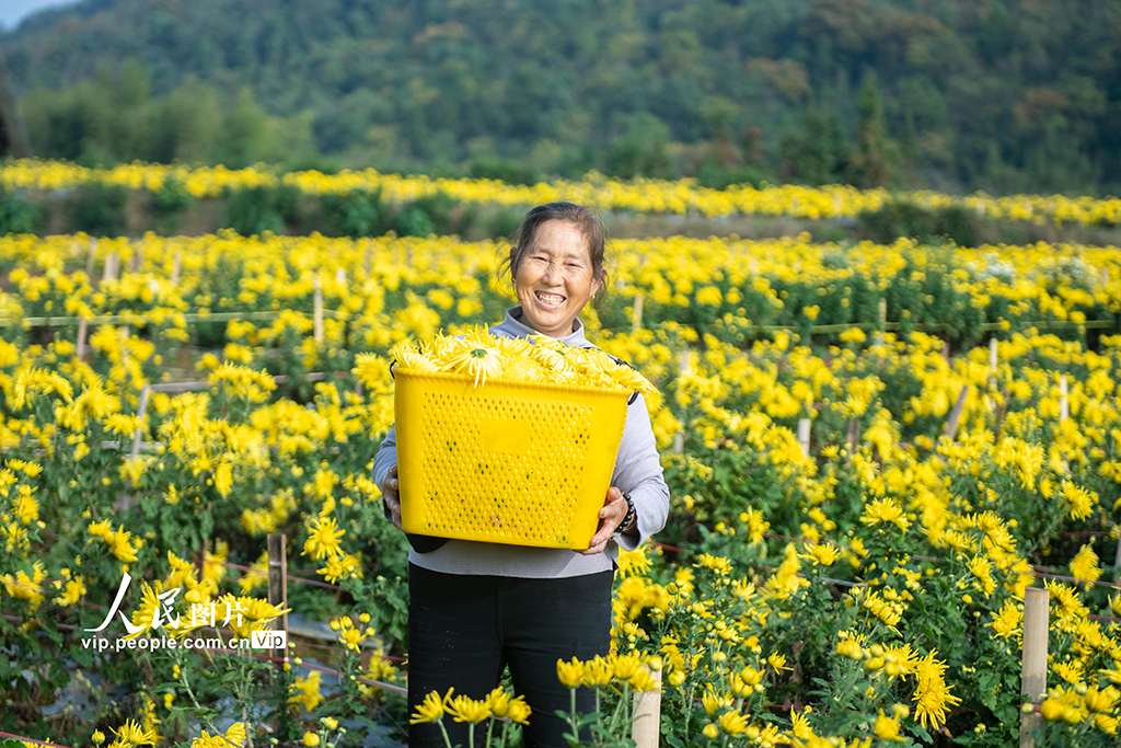 湖南涟源:金丝皇菊喜丰收【2】