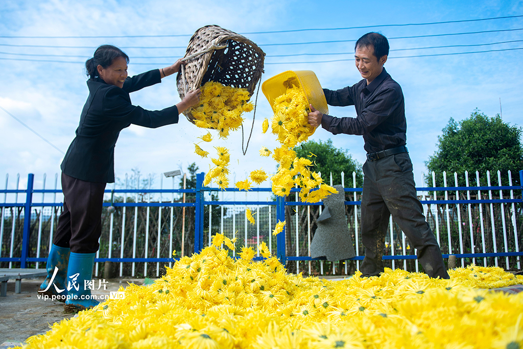 湖南涟源:金丝皇菊喜丰收【3】