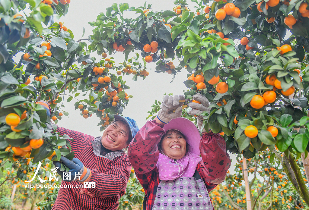 湖南道县:砂糖橘丰收【4】