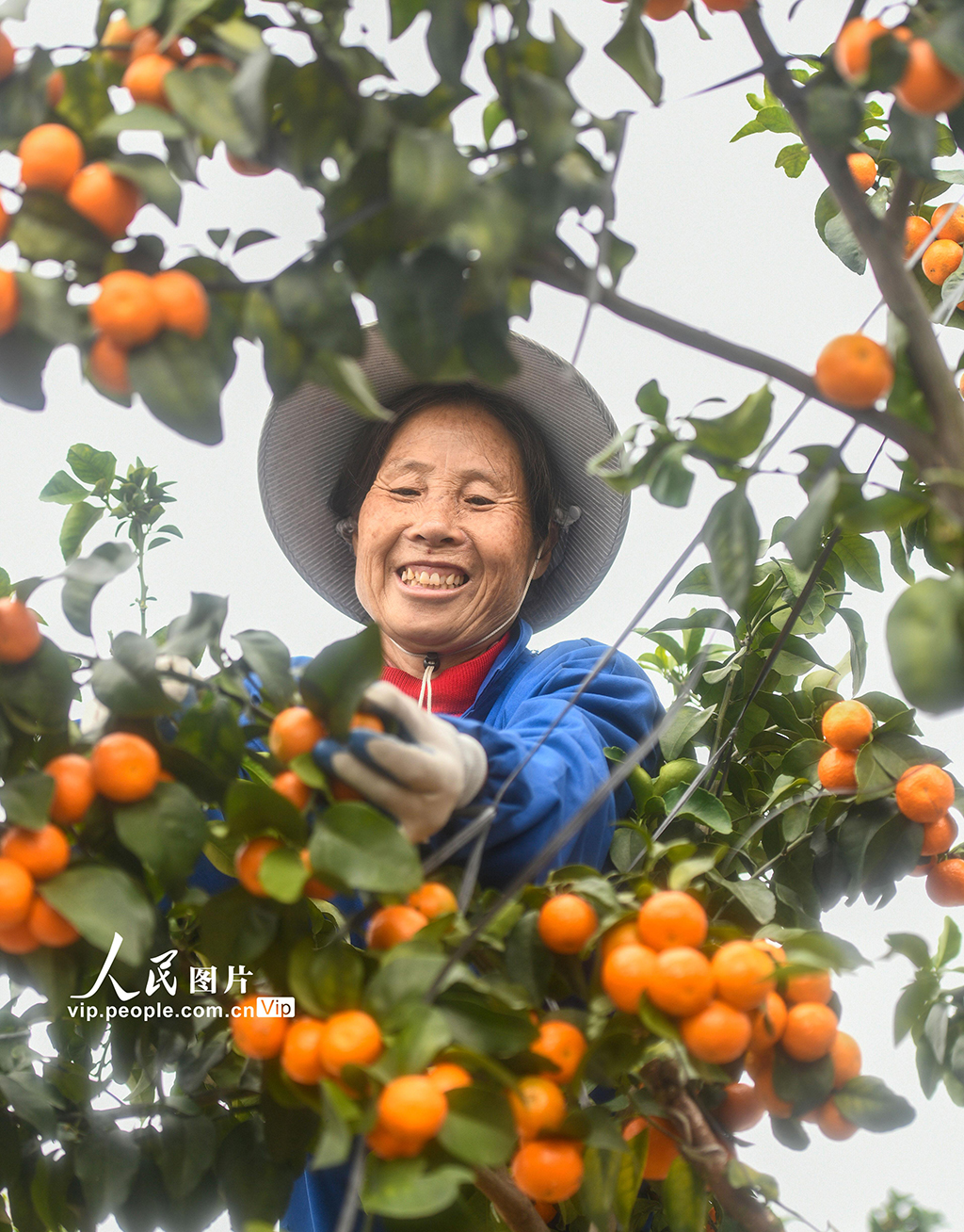 湖南道县:砂糖橘丰收【5】