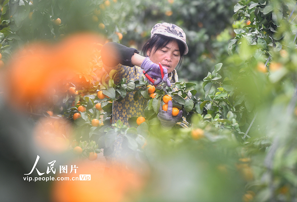 湖南道县:砂糖橘丰收【7】