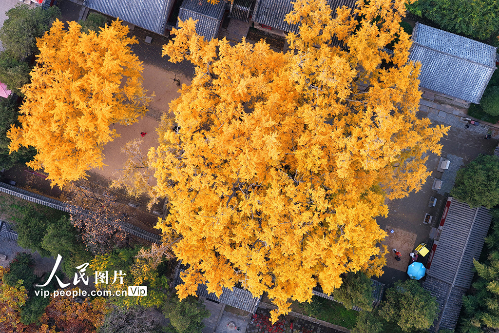 山东莒县:千年银杏树进入最佳观赏期【2】