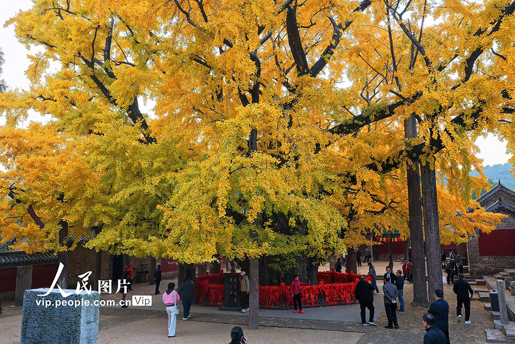 山东莒县:千年银杏树进入最佳观赏期【3】