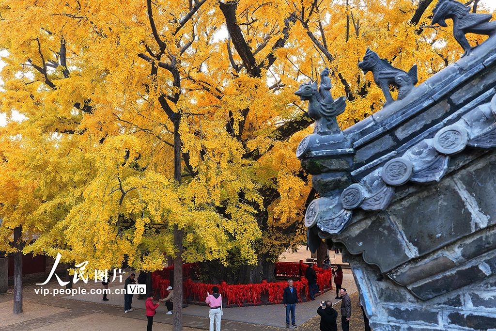 山东莒县:千年银杏树进入最佳观赏期【4】