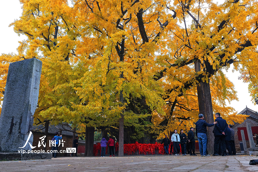 山东莒县:千年银杏树进入最佳观赏期【5】