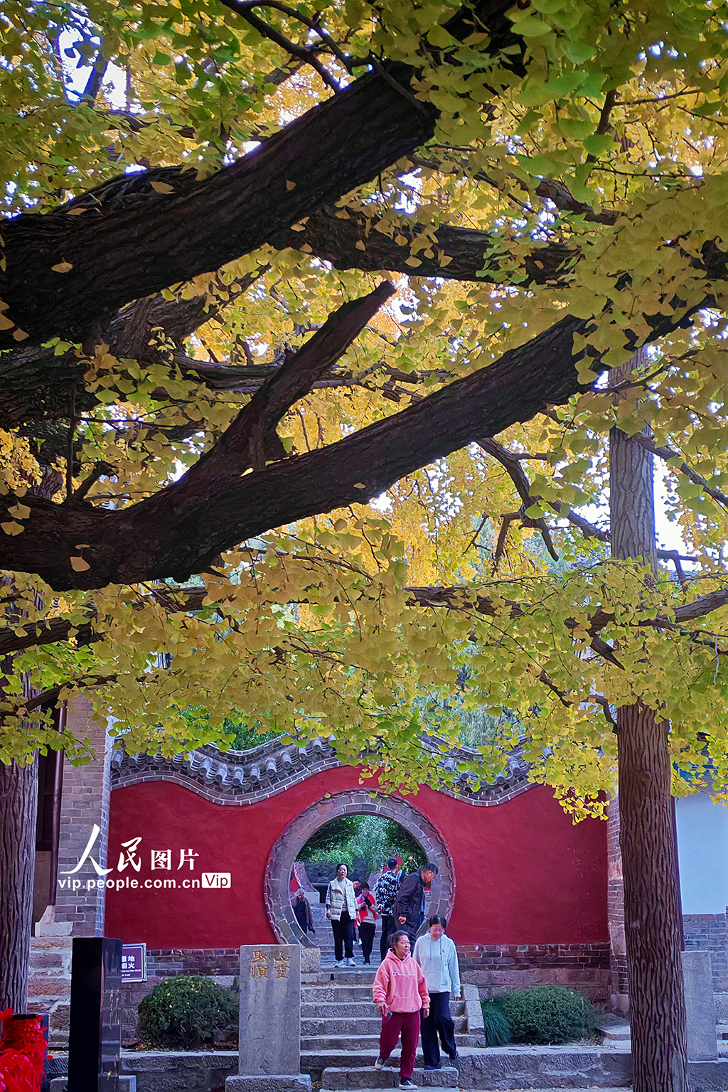 山东莒县:千年银杏树进入最佳观赏期【6】