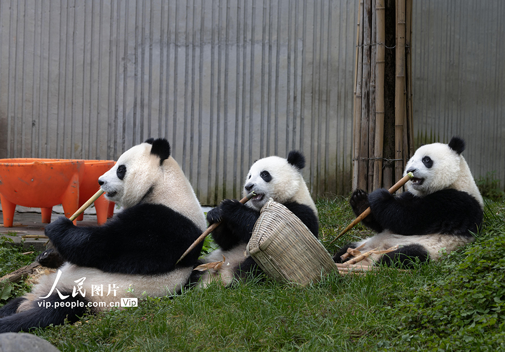 四川汶川:大熊猫乐享秋日时光【5】