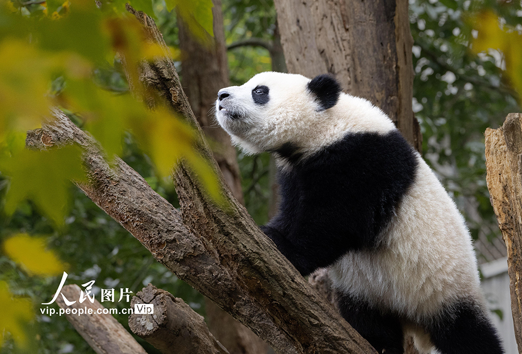 四川汶川：大熊猫乐享秋日时光【4】