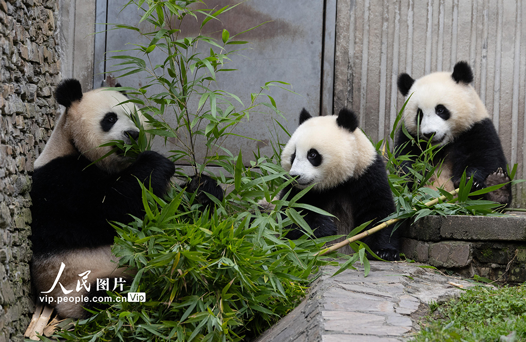 四川汶川：大熊猫乐享秋日时光【3】
