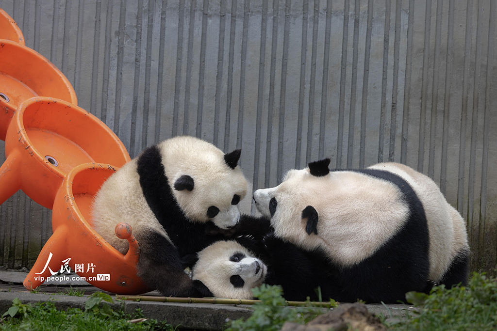 四川汶川:大熊猫乐享秋日时光【2】