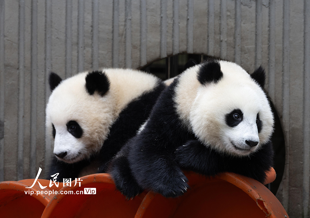 四川汶川:大熊猫乐享秋日时光【6】