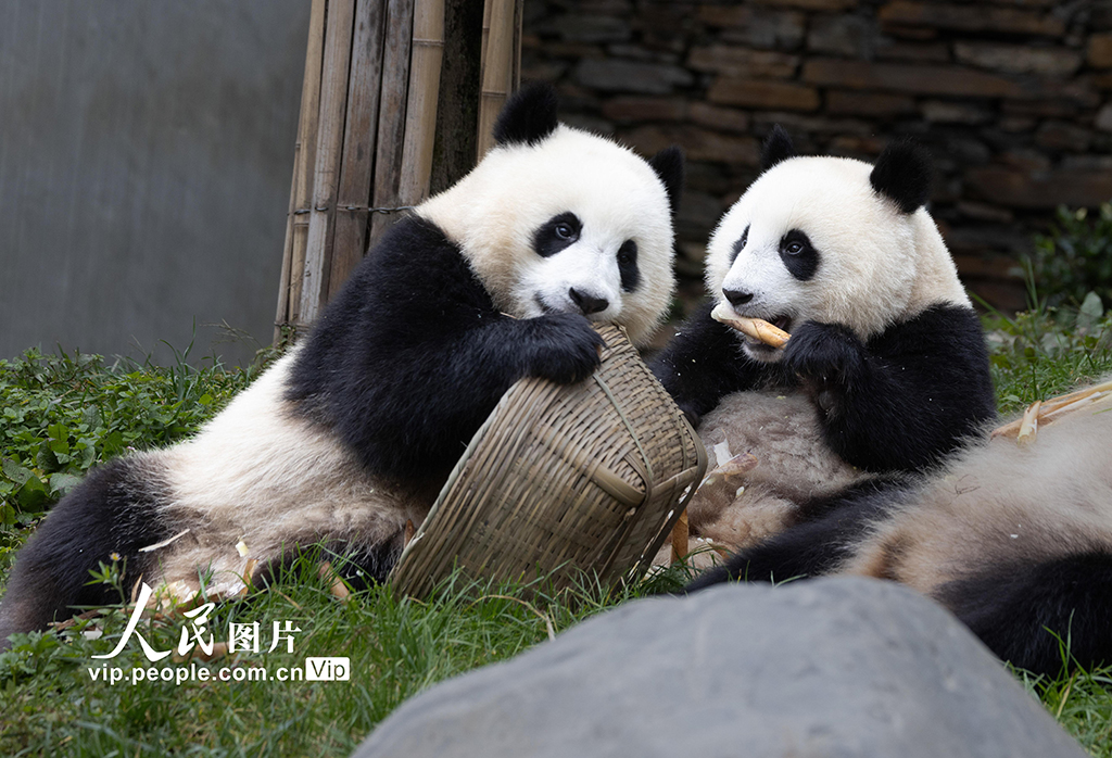 四川汶川:大熊猫乐享秋日时光【7】