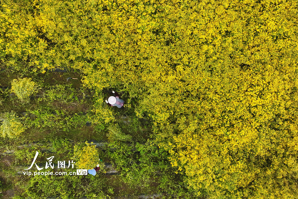 重庆:菊花开 采收忙【2】