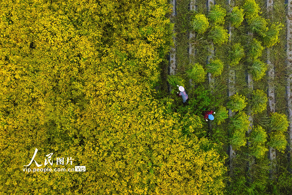 重庆:菊花开 采收忙【3】