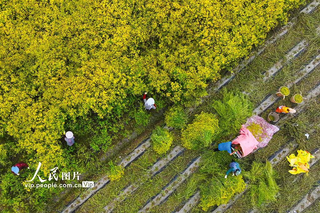 重庆:菊花开 采收忙【4】